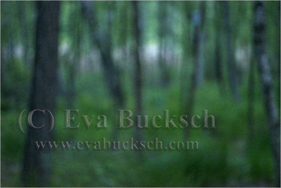 Foto av Eva Bucksch